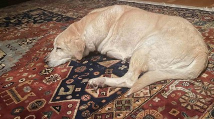 Dog laying on oriental rug in Denver home