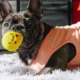 dog on rug with a toy