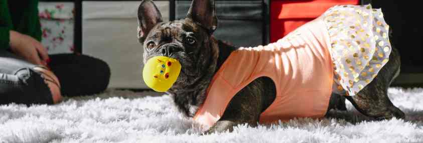 dog on rug with a toy