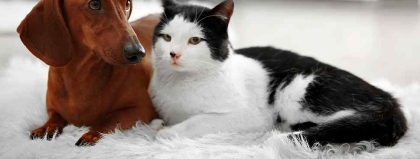 dog and cat on carpet