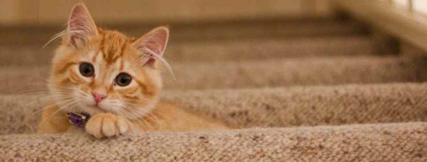 cat on stairs