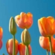 tulips and blue sky