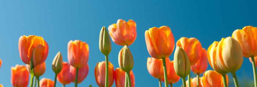 tulips and blue sky